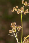 Georgia bulrush